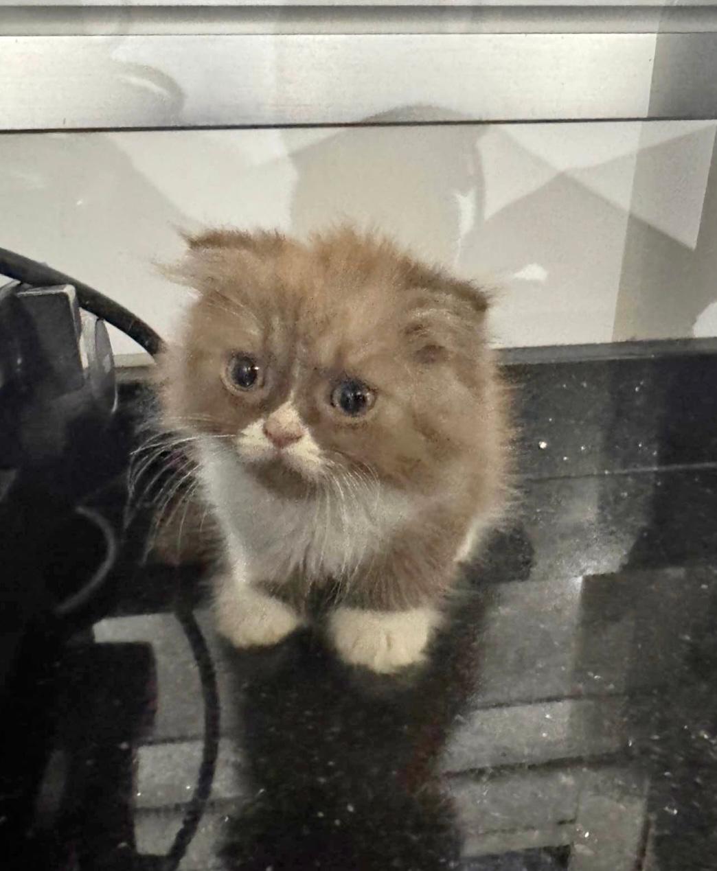 Mellow, a small fluffy kitten